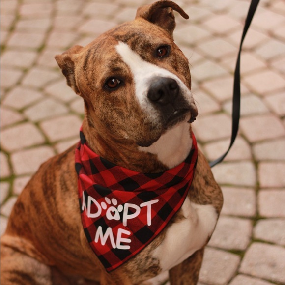 BJ’s Second Chance - Picture 3 of 4